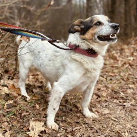 Uśmiechnięty Morus - kandydat na Twojego przyjaciela! 