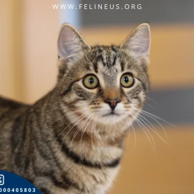 Wrzosik - Mruczący kocurek szuka domu