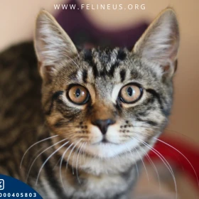 Fobos - Towarzyski i wesoły kocurek czeka na dom