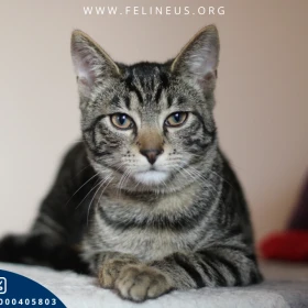 Alister - Towarzyski, rozmruczany kocurek czeka na dom