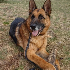 Owczarek Damon dla doświadczonych 