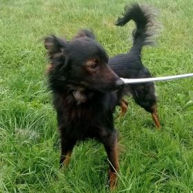 Frędzel