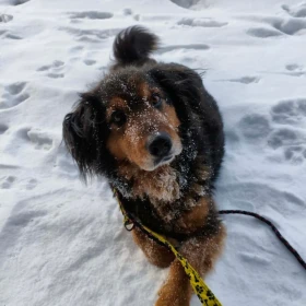 Długowłosy Burek czeka na nowy dom 