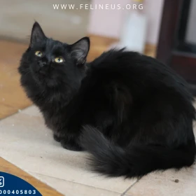 Czarusia - Czarująca kicia szuka domu