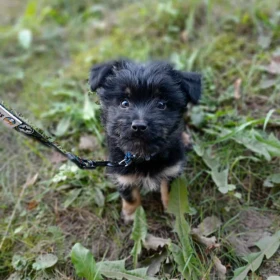 Kudłaty urwis Scooby czeka na świadomą adopcję 