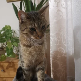 Rudi