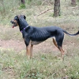 Akela, 6 lat