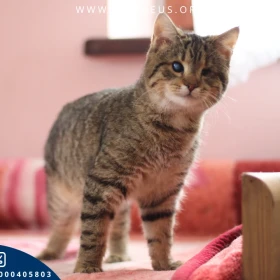 Bejbi - Kotka, która patrzy sercem szuka kochającego domu