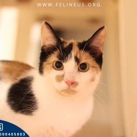 Marakuja - Kocia księżniczka z charakterem czeka na dom