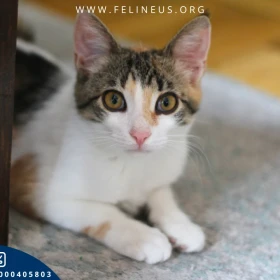 Sentino - Śliczna kolorowa kotka szuka domu