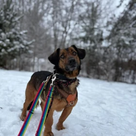 Przeuroczy Bert, który uczy się ufać 