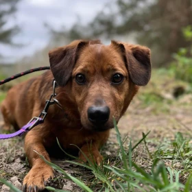 Ernie - nieduży pies z ogromnym potencjałem 