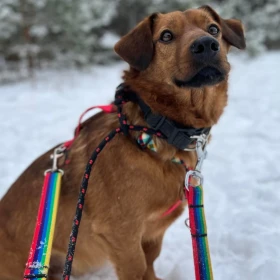 Ernie - nieduży pies z ogromnym potencjałem 