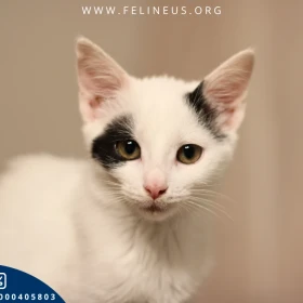 Koksia - Rozmruczana, kochana kicia czeka na dom