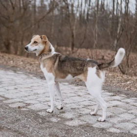 Nutka