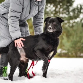 GABRYŚ – WIELKIE SERCE NA CZTERECH ŁAPACH 🖤🐾