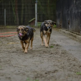 ATENA I ARIELKA. ZOSTAŁY SAME PO ŚMIERCI CZŁOWIEKA 💔