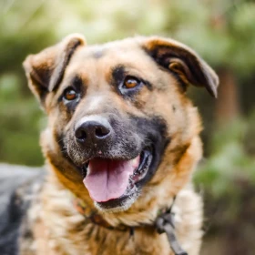 DIDI – SZALONA RADOŚĆ W WIELKIM PSIM CIELE 🐾💛