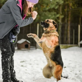 DIDI – SZALONA RADOŚĆ W WIELKIM PSIM CIELE 🐾💛