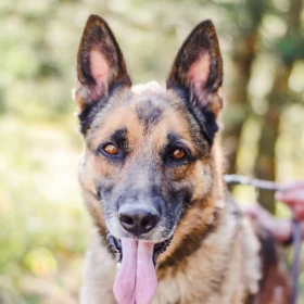 DEXTER – PIĘKNY, SILNY I ŚWIADOMY SWOJEJ MOCY 🐾
