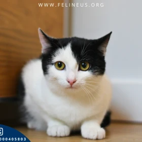 Abi - Sympatyczna, nieco nieśmiała kicia czeka na dom