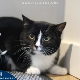 Dori - Urocza kotka o wielkich oczach prosi o dom