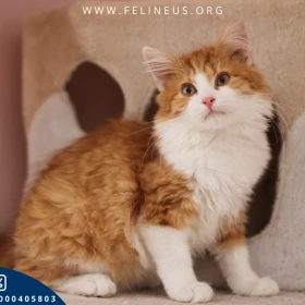 Elmo - Śliczny, długowłosy kocurek czeka na dom