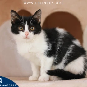 Enigma - Przyjazna i ciekawska kotka czeka na dom