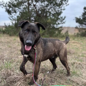 Loko - wesoły, energiczny i spragniony miłości psiak szuka domu!