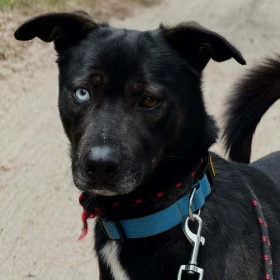 Wyjątkowy Dale szuka troskliwego opiekuna 