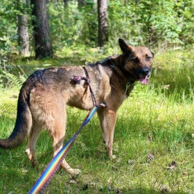Morgi w typie owczarka poleca się do adopcji!