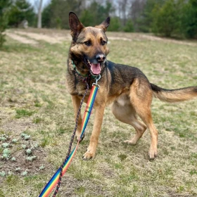 Morgi w typie owczarka poleca się do adopcji!