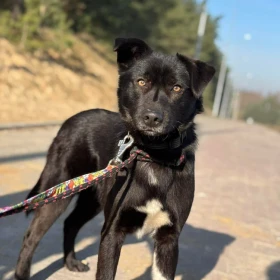 Wrażliwy Chip szuka cierpliwego przewodnika 