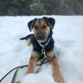 Rezolutna Radocha rozgląda się za aktywnym domem