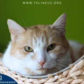 Juki - Biało rudy spokojny kocurek czeka na swój dom