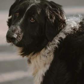 Przepiękny psi olbrzym Aslan :) 