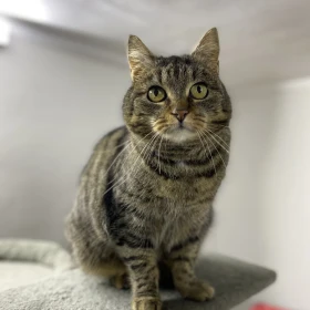 Kulka - puszysta buraska stworzona do rozpieszczania 