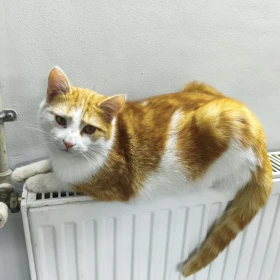 Rozbrykany, miły i otwarty kocurek Kapral