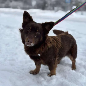 Brązowy Kasztan - energiczny kanapowiec 
