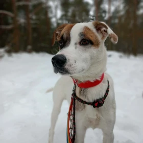 Przepiękny, aktywny kundelek Leo 