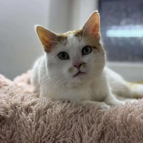 Biało-rudy miziak Chili 