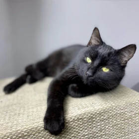 Słodziak Alan wypatruje własnej kanapy!