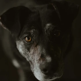 Pręgowany Kajtek szuka prawdziwego domu