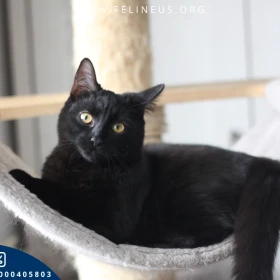 Angel - Energiczna i bardzo towarzyska kotka czeka na dom