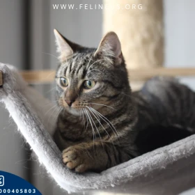 Stitch - Ciekawski i towarzyski burasek czeka na dom