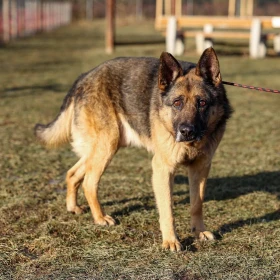 8 letni samiec z Sobolewa