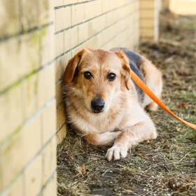 2 letnia suczka z Sobolewa