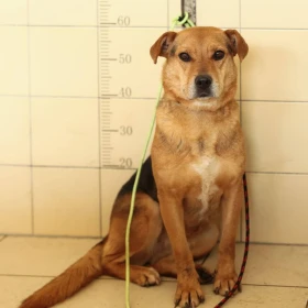 8 letnia suczka z Sobolewa