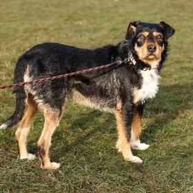 4 letni samiec z Sobolewa