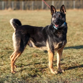 6 letni samiec z Sobolewa